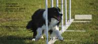 Agility Border Collies Personal Checks