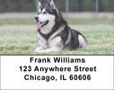 Alaskan Malamute Address Labels