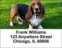 Basset Hounds Address Labels