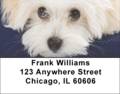 Bichon Frise Address Labels