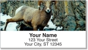 Big Horn Sheep Address Labels