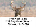 Big Horned Buck Deer Address Labels