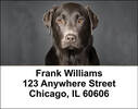 Black Labradors Address Labels