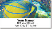 Blue Ring Angelfish Address Labels