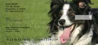 Bouncing Border Collie Personal Checks