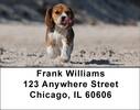 Brilliant Beagles Address Labels