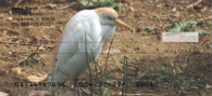 Cattle Egret Checks - Cattle Egrets Personal Checks