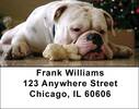 Cute English Bulldog Address Labels