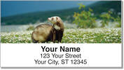 Ferret Address Labels