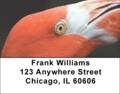 Flamingos Labels - Flamingo Close Ups Address Labels