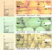 Fruit Designer Deskset Checks