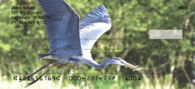 Heron Checks - Great Blue Heron Personal Checks