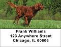 Irish Setter Address Labels