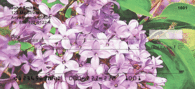 Lilac Rouen in Oil Personal Checks - Rouen Lilacs Checks