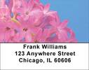 Natures Fireworks Address Labels