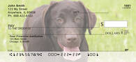 O So Chocolate Labs Personal Checks