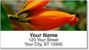 Orange Flower Address Labels