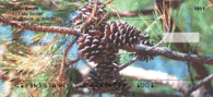 Pine Cone Checks - Pine Cones Personal Checks