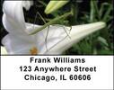 Praying Mantises Address Labels