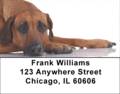 Rhodesian Ridgeback Labels - Rhodesian Ridgebacks Address Labels