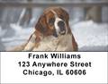 Saint Bernard Address Labels