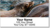 Sea Lion Address Labels