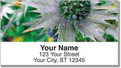 Thistle Address Labels