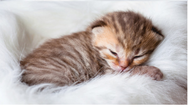 Sleepy Kittens Leather Cover