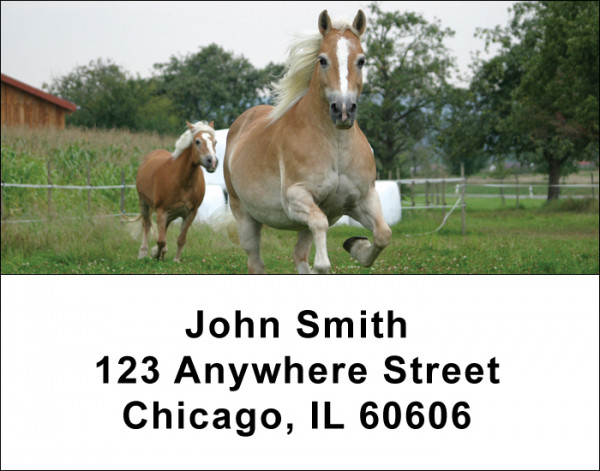 Horse Labels
