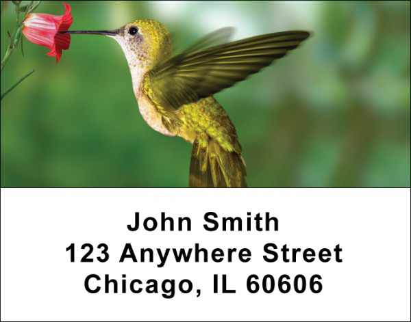 Hummingbirds Address Labels