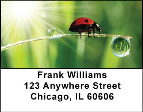 Ladybugs Address Labels