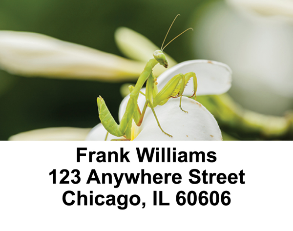 Praying Mantises Address Labels