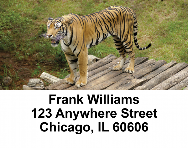 Bengal Tigers Address Labels
