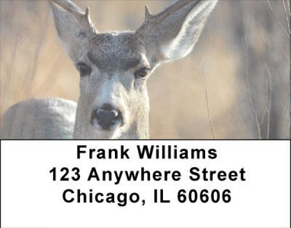 Deer in Four Seasons Address Labels