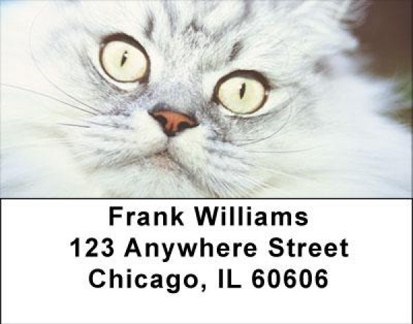 My Point of View Address Labels