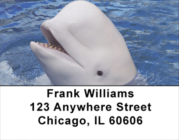 Beluga Address Labels