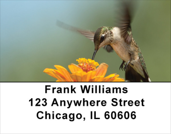 Out For A Spin Address Labels