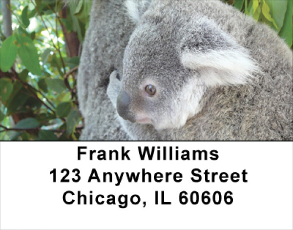Kuddly Koala Address Labels