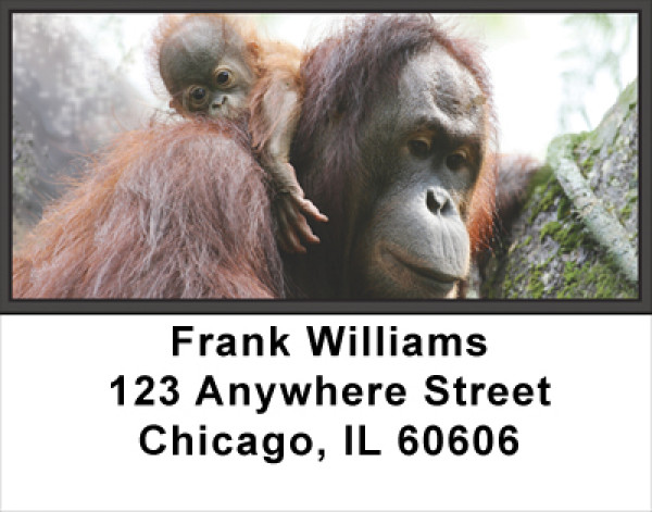 Orangutan Address Labels