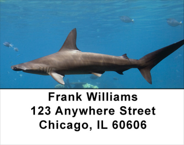 Shark Infested Waters Address Labels
