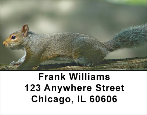 Squirrel Antics Address Labels