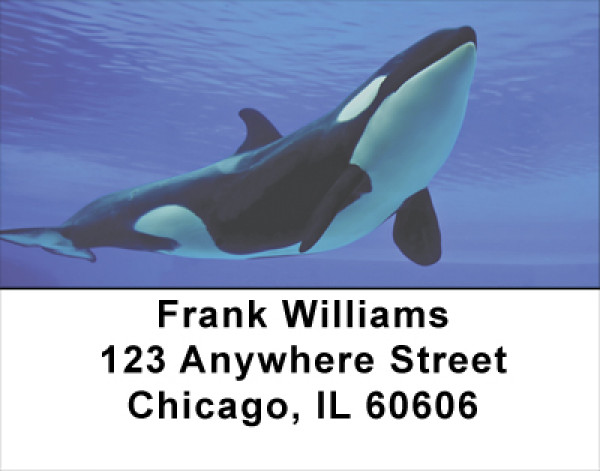 Whales Address Labels