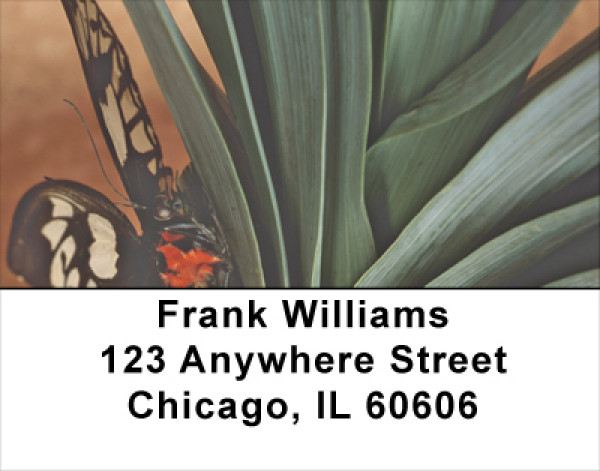 Terracotta Butterfly Address Labels