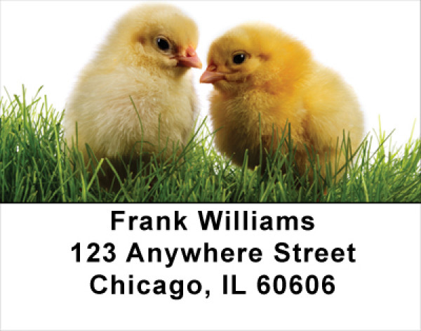 Spring Chicks Address Labels