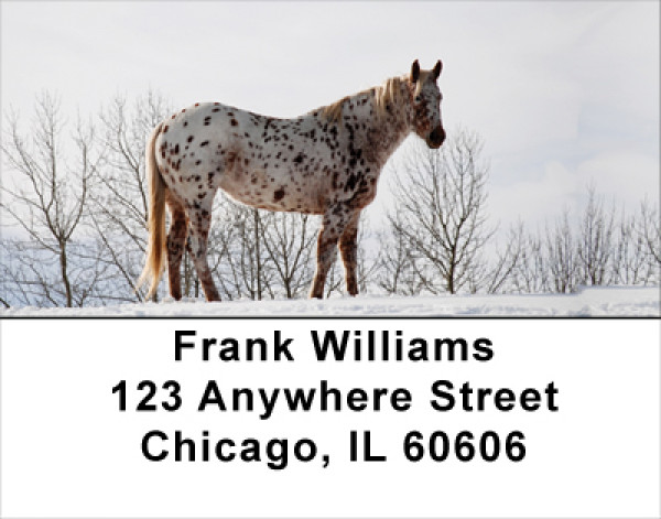 Appaloosa Address Labels