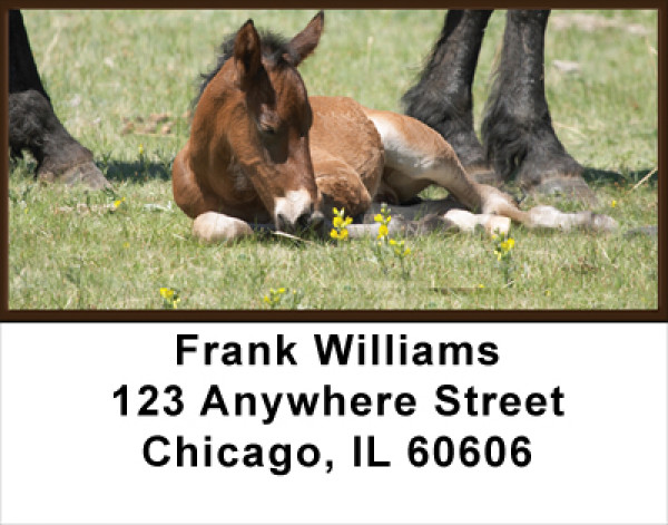 Colts Address Labels