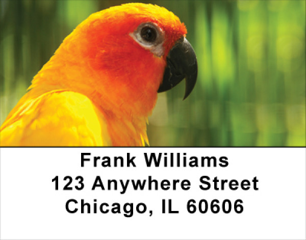 Parakeets On Parade Address Labels
