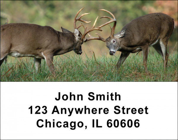 Big Horned Buck Deer Address Labels
