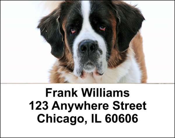 Saint Bernard Address Labels