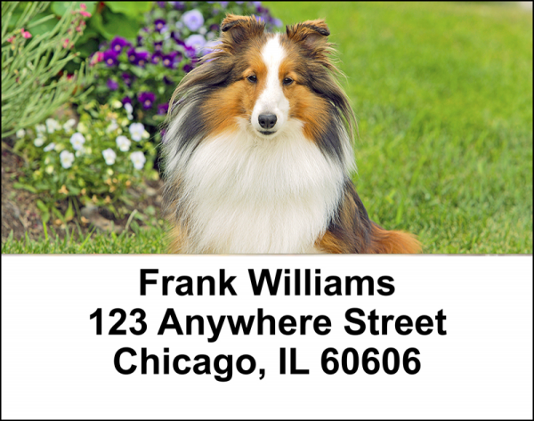 Shetland Sheepdog Address Labels
